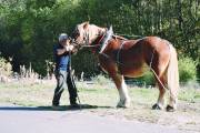 Le cheval Jumbo au travail 